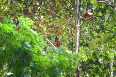 Kafes kuyruklu trogon Panama Milli Parkı'nda