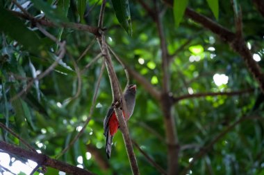 Kafes kuyruklu trogon Panama Milli Parkı'nda
