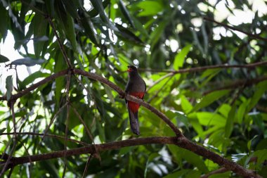 Kafes kuyruklu trogon Panama Milli Parkı'nda