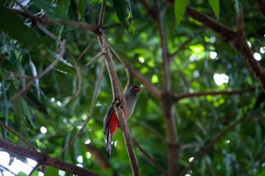 Kafes kuyruklu trogon Panama Milli Parkı'nda