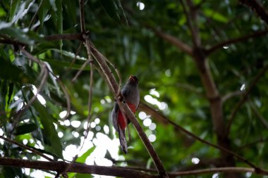 Kafes kuyruklu trogon Panama Milli Parkı'nda