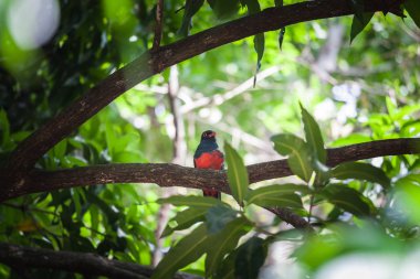 Kafes kuyruklu trogon Panama Milli Parkı'nda