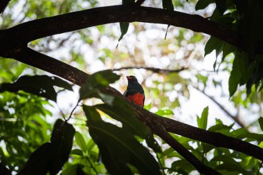 Kafes kuyruklu trogon Panama Milli Parkı'nda