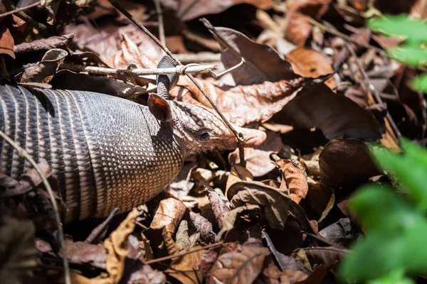 Armadillo στο τροπικό δάσος του Παναμά — Φωτογραφία Αρχείου