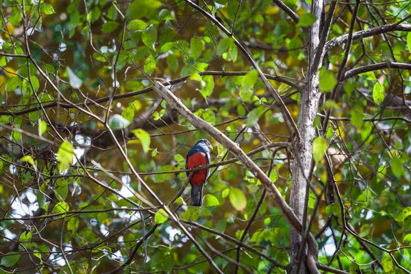 Mříž kvadrát trogon v Panamě národní Park — Stock fotografie