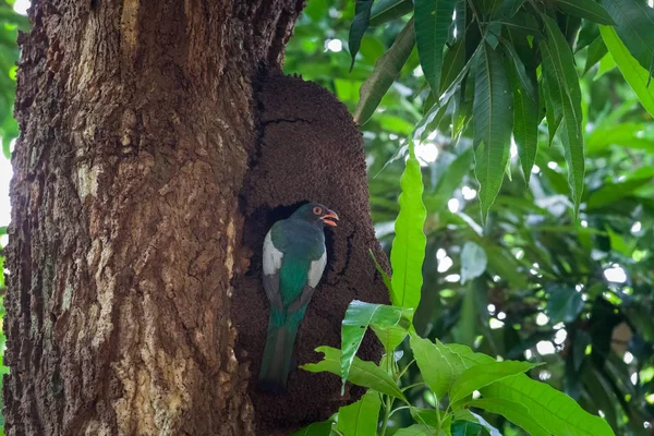 Gitterschwanztrogon im Panama-Nationalpark — Stockfoto