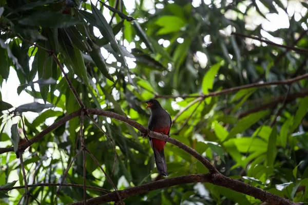 Kafes kuyruklu trogon Panama Milli Parkı'nda
