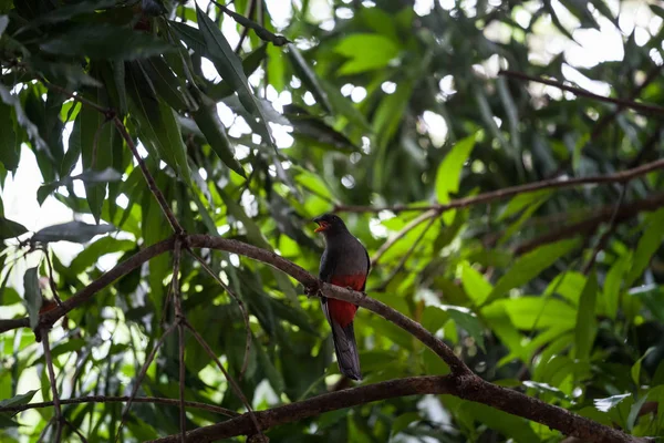 Πλέγμα-tailed trogon στο εθνικό πάρκο του Παναμά — Φωτογραφία Αρχείου