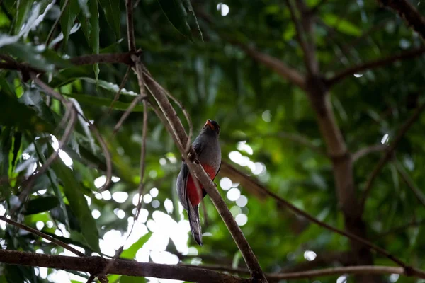 Kafes kuyruklu trogon Panama Milli Parkı'nda