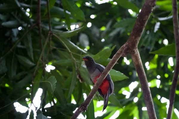 Kafes kuyruklu trogon Panama Milli Parkı'nda