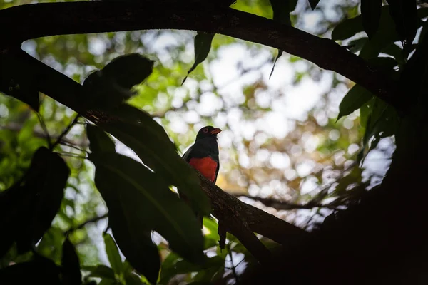 Kafes kuyruklu trogon Panama Milli Parkı'nda