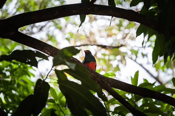 Kafes kuyruklu trogon Panama Milli Parkı'nda