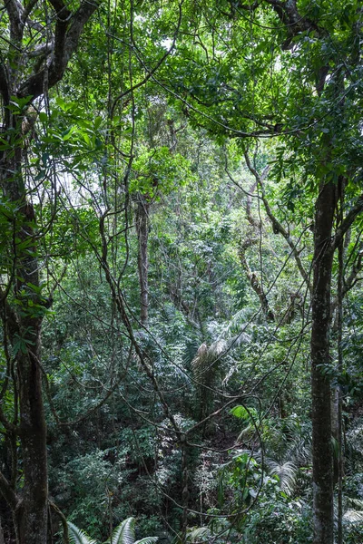 Tropik yağmur ormanı (Orta Amerika)