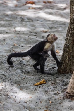 AK başlı capuchin içinde Manuel Antonio Milli Parkı, Costa Rica