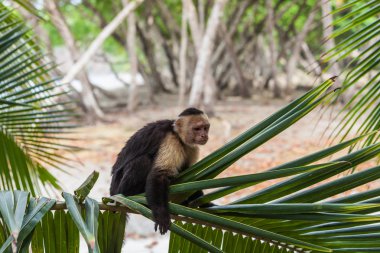 AK başlı capuchin içinde Manuel Antonio Milli Parkı, Costa Rica