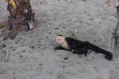 AK başlı capuchin içinde Manuel Antonio Milli Parkı, Costa Rica