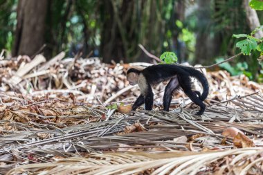 AK başlı capuchin içinde Manuel Antonio Milli Parkı, Costa Rica