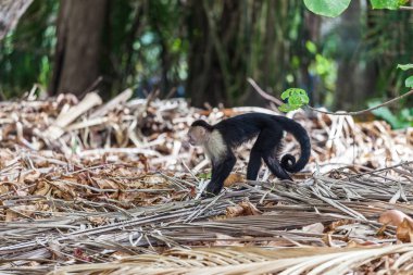 AK başlı capuchin içinde Manuel Antonio Milli Parkı, Costa Rica