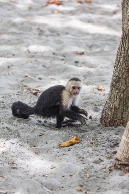 AK başlı capuchin içinde Manuel Antonio Milli Parkı, Costa Rica