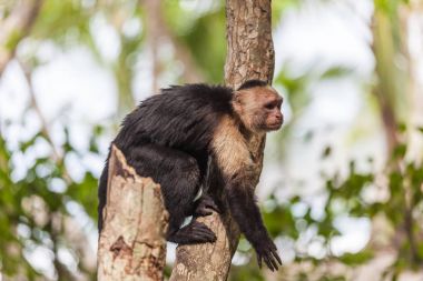 AK başlı capuchin içinde Manuel Antonio Milli Parkı, Costa Rica