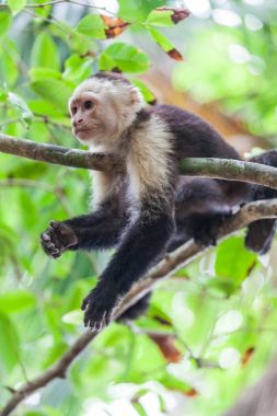 AK başlı capuchin içinde Manuel Antonio Milli Parkı, Costa Rica