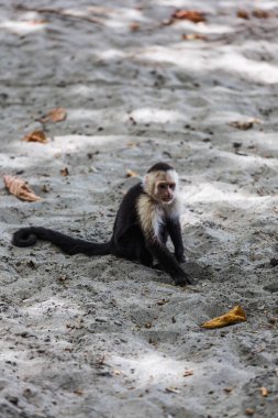AK başlı capuchin içinde Manuel Antonio Milli Parkı, Costa Rica