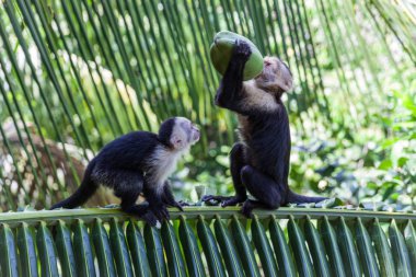 AK başlı capuchin içinde Manuel Antonio Milli Parkı, Costa Rica