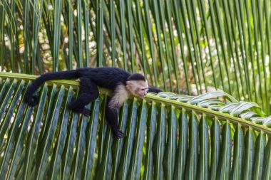 White-headed capuchin in Manuel Antonio National Park, Costa Rica clipart