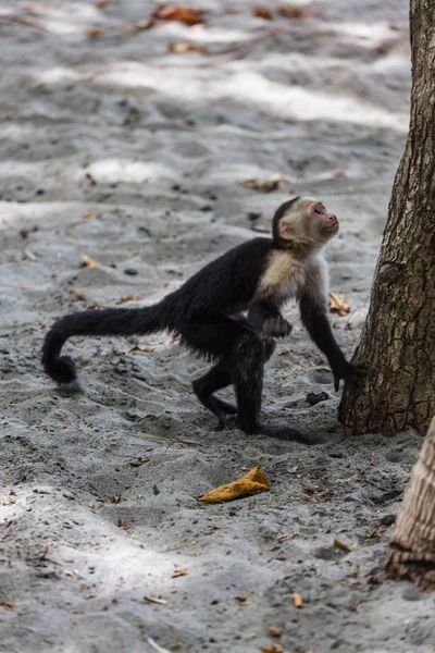 AK başlı capuchin içinde Manuel Antonio Milli Parkı, Costa Rica