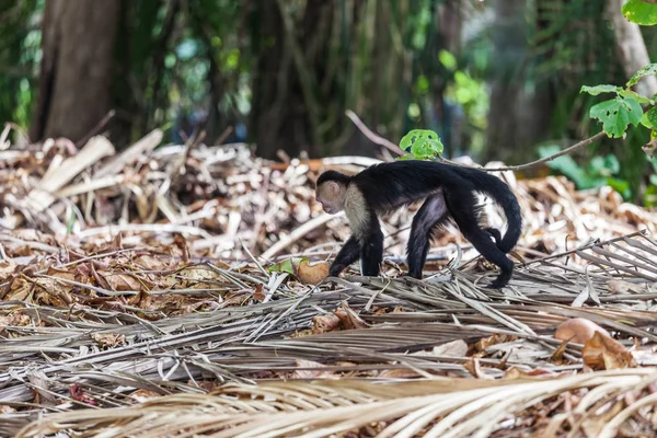 Inwoners Kapucijnen in Manuel Antonio Nationaalpark, Costa Rica — Stockfoto