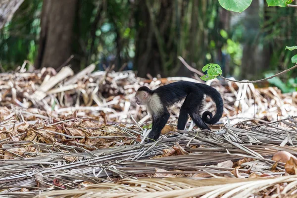 Capuchino de cabeza blanca en el Parque Nacional Manuel Antonio, Costa Rica — Foto de Stock