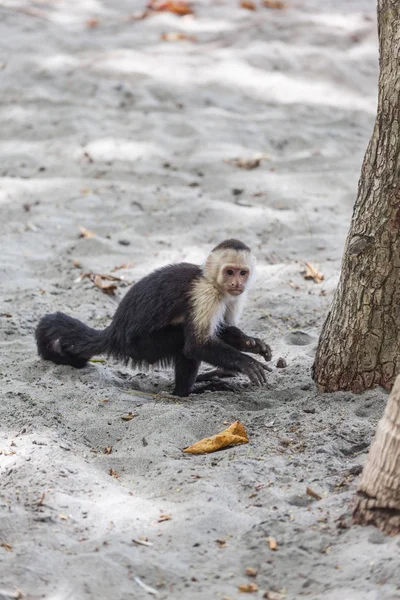 AK başlı capuchin içinde Manuel Antonio Milli Parkı, Costa Rica