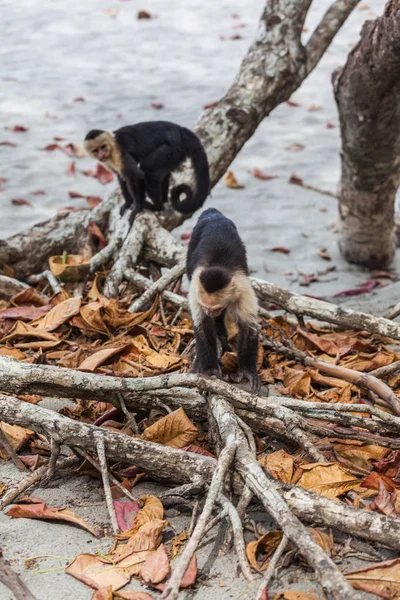AK başlı capuchin içinde Manuel Antonio Milli Parkı, Costa Rica