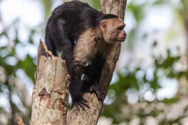 AK başlı capuchin içinde Manuel Antonio Milli Parkı, Costa Rica
