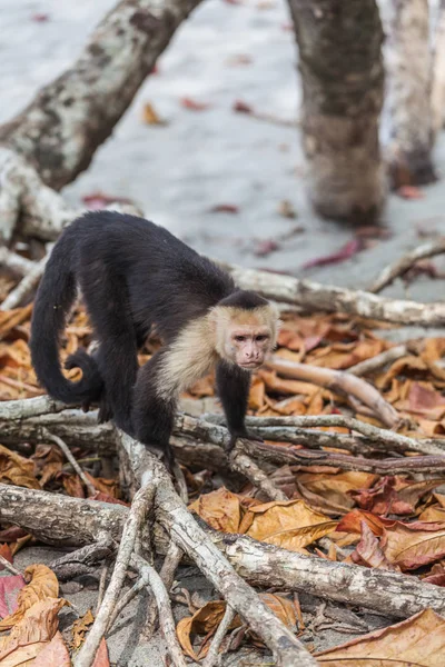 Capuchinho de cabeça branca no Parque Nacional Manuel Antonio, Costa Rica — Fotografia de Stock