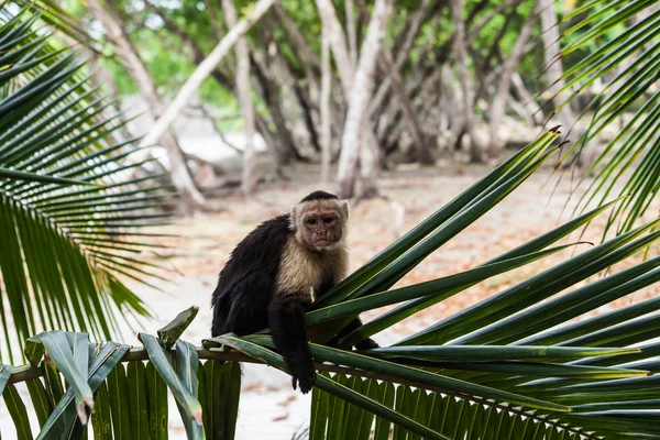 AK başlı capuchin içinde Manuel Antonio Milli Parkı, Costa Rica