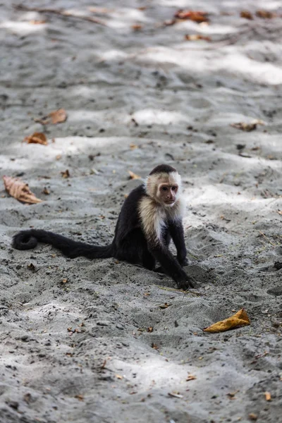 AK başlı capuchin içinde Manuel Antonio Milli Parkı, Costa Rica