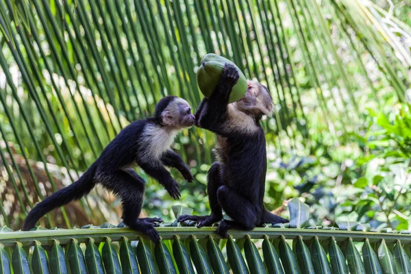 AK başlı capuchin içinde Manuel Antonio Milli Parkı, Costa Rica