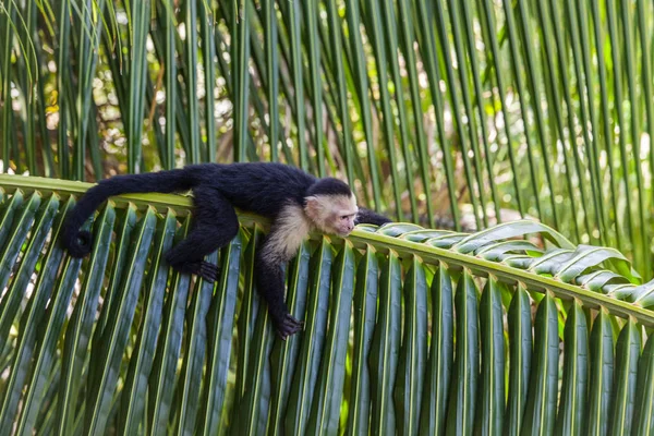 AK başlı capuchin içinde Manuel Antonio Milli Parkı, Costa Rica