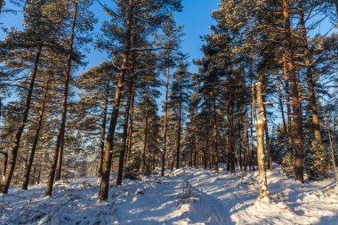 Kış orman, Lahti, Finlandiya