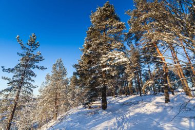 Kış orman, Lahti, Finlandiya