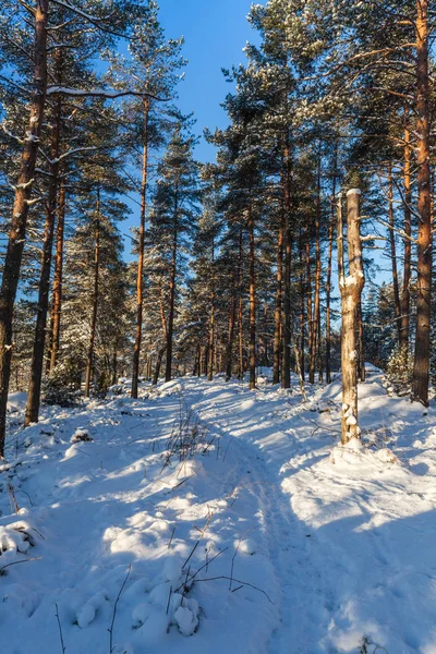 Kış orman, Lahti, Finlandiya