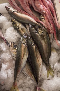 Peniche Portekiz Balık pazarı