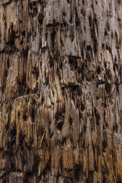 Texture de vieux bois avec fissures, fond — Photo