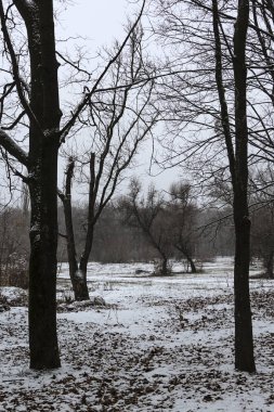 Hafif karlı arazi ve ağaçların siyah topografyası, kışın ilk karı.