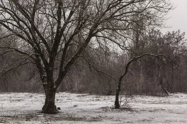 Hafif karlı arazi ve ağaçların siyah topografyası, kışın ilk karı.