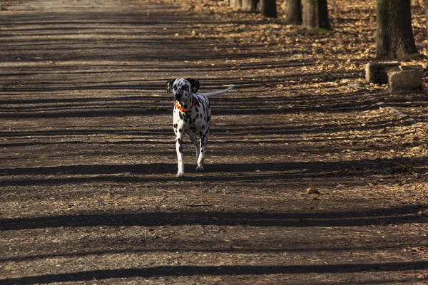 Собака в парке солнечным утром осенью — стоковое фото