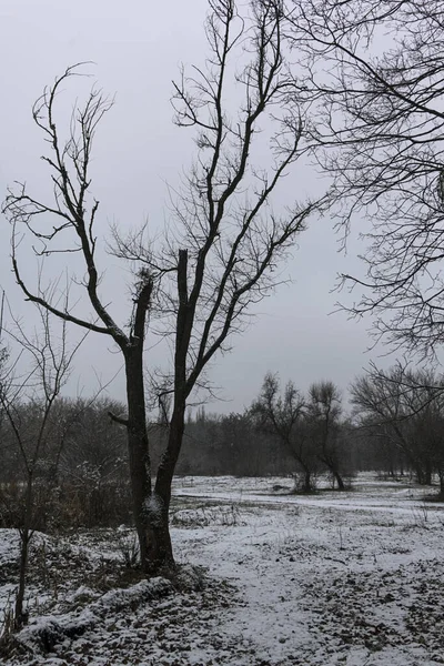 Hafif karlı manzara ve ağaçların siyah topoğrafyası, kasvetli bir günde kışın kar.