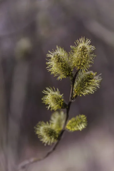 春の森の枝に黄色い柳の花 マクロ写真 — ストック写真