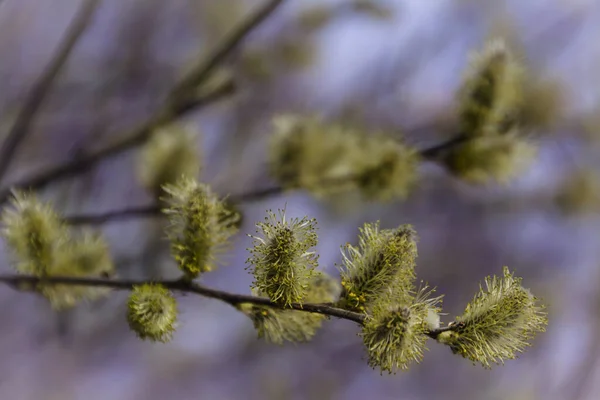 春の森の枝に黄色い柳の花 マクロ写真 — ストック写真